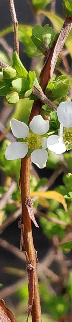 Spiraea blooming